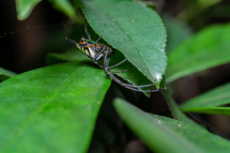 A spider resting on green leaves, symbolizing the fear of spiders and the journey to overcome arachnophobia