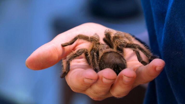 A person holding a spider in their hand, symbolizing courage, overcoming arachnophobia, and facing fears calmly